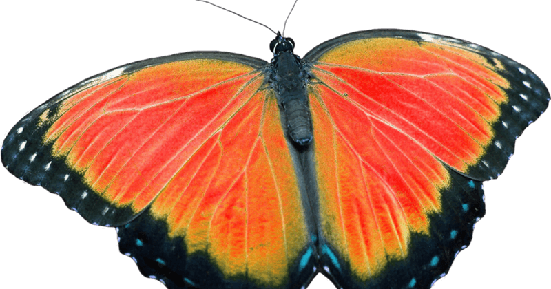 Peindre un mur au rouleau sans traces : la méthode qui marche