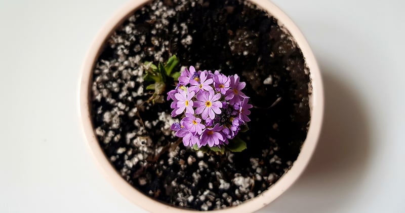 Fabriquer un pot de fleurs en béton décoratif : le tuto facile