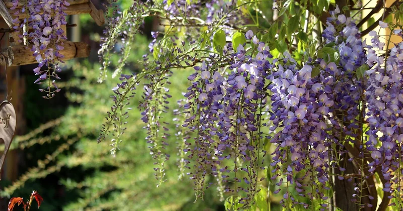Ombragé par les plantes : lent, mais imbattable à long terme